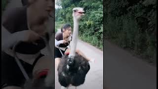 Ostrich Riding animals horse cute buffalo [upl. by Zondra612]