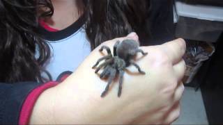 Aphonopelma quotcochisequot [upl. by Bolling]