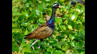 लामाऔंले Bronzewinged Jacana [upl. by Oralee]