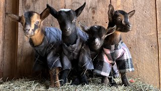 Quadruplet goat babies in pajamas [upl. by Maurilia725]