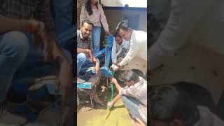 Draining of ruminal fluid in cow l Dr mandloiSatish yadav avfo [upl. by Broek684]