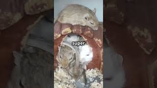 Did You Know This About Gerbils 🐹 animals facts gerbils [upl. by Luapnoj]