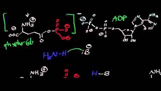 Biochemistry  Glutamine Synthetase  Biosynthesis of Glutamine [upl. by Attelliw]