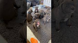 Staffy puppy yawns are just the cutest puppyyawn puppy staffy cutepuppy puppyface funnypuppy [upl. by Willie]