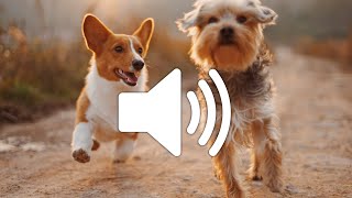 Dog Barking Sound Effect  Copyright free [upl. by Ias]