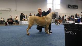 DORTMUND INTERNATIONAL DOG SHOW 15102016 quotMade by MastineuMquot [upl. by Einad]