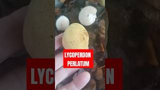 LYCOPERDON PERLATUM vs SCLERODERMA shorts [upl. by Bax]