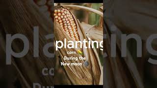 Seedlings Seeds germination Organic Gardening planting by the moon phases [upl. by Anialam]