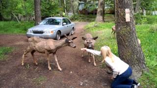 Wallowa Lake Oregon feeding the Deer [upl. by Ardnaxila650]