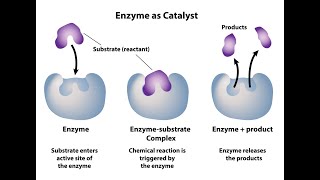 Differences between Enzymes and Organic Catalysts Nature Origin Specificity Efficiency Activity [upl. by Korwin587]