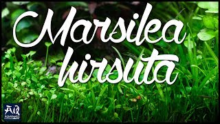 Marsilea hirsuta vorgestellt  AquaOwner [upl. by Templia379]