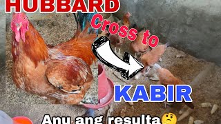 HUBBARD CHICKEN ANU PINAGKAIBA SA KABIR AND SASSOMAGKANO PRESYUHAN NITO [upl. by Polk]