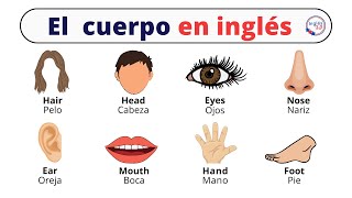 Partes del cuerpo en inglés [upl. by Shelli]