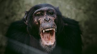 Violent Chimpanzees That Attack Villages and Steal Children  Our World [upl. by Norm]