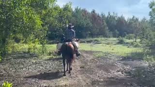 Trail riding horse Club Việt Nam [upl. by Anertac614]