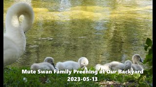 Mute Swan Family Preening at Our Backyard  GODS CREATIONS [upl. by Newsom]