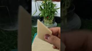 Diwali me sabki Favourite Kaju Katli deliciousfood foodtastyrecipeshortsvideo [upl. by Gardel]