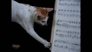 Paws on Keys Cat Pianist with Purrsonality [upl. by Ileane]