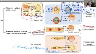 Cancer microenvironment how to prevent part 1 milieu [upl. by Yllah]