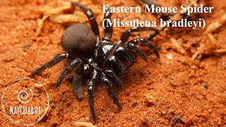 The Eastern Mouse Spider of Australia [upl. by Nedra262]