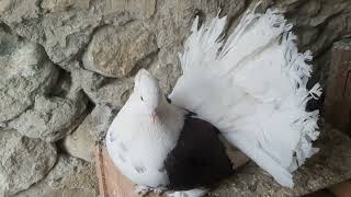 fantail pigeon  fancy pigeon danyorepigeonsloftdpl pigeon video subscribe [upl. by Htelimay]