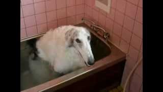 Borzoi dog taking a bath by himself [upl. by Dasteel]