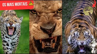 OS 10 FELINOS MAIS PERIGOSOS DO MUNDO [upl. by Maharba]