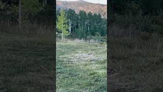 Archery mule deer hunting Fishlake Utah National Forest ￼ [upl. by Marissa]