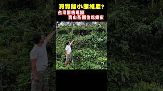 真實版小熊維尼 台灣黑熊現蹤寶來山區偷吃蜂蜜 shorts｜TVBS新聞 TVBSNEWS01 [upl. by Dempsey668]