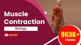 Muscle Contraction [upl. by Hildebrandt194]