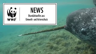 Nimmt der Narwal wirklich Fische aufs Horn [upl. by Attem]