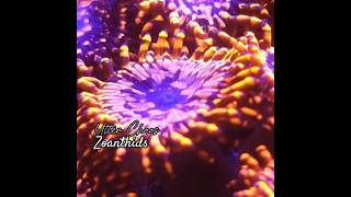 Utter Chaos ZoanthidsCoral zoanthids shorts youtubeshorts ytshorts zoas trending coral [upl. by Aihtennek]