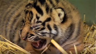 Adorable Tiger Cub Moments Part 1  BBC Earth [upl. by Cesare]