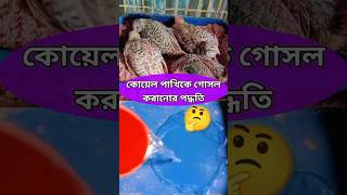 কোয়েল পাখির গোসল। koyel pakhir gosol [upl. by Thielen452]