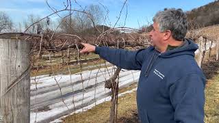 How To Prune Grapevines in Wisconsin or Other Cold Weather Climates 15 Year Old Vines [upl. by Fries]