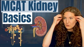 MCAT Biology Kidney Essentials [upl. by Dorahs416]