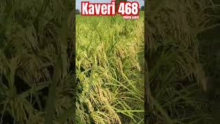 kaveri468followforfollowback kaveriseeds agriculture youtubeshorts farmer farming reels [upl. by Eiramlatsyrc]