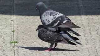 Copula de PALOMAS  PIGEONS mating [upl. by Simonsen]