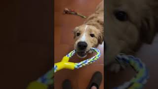 Ratitos de alegría con Huba 🐶 goldenretriever puppy toy happydog [upl. by Florence]