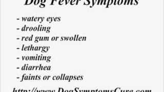 Dog Fever Symptoms [upl. by Limann910]