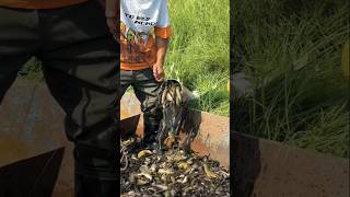 Wow 😲 big fish 🐠🐟shorts virial trending big fish fishing video youtubeshorts ytshorts yt [upl. by Keynes]