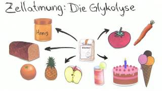 GLYKOLYSE  BEDEUTUNG UND BILANZ  Biologie  Stoffwechselbiologie [upl. by Bendicta]