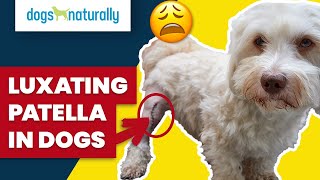 Luxating Patella In Dogs [upl. by Forbes]