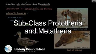 SubClass Prototheria and Metatheria Biology Lecture  Sabaqpk [upl. by Bekha163]