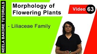 Morphology of Flowering Plants  NEET  Liliaceae Family  Neela Bakore Tutorials [upl. by Ker]