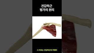 견갑하근 검사법 The Subscapularis Test A Howto Guide [upl. by Spencer907]