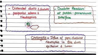 Bile Duct Obstruction and Ascending Cholangitis  Morphology [upl. by Sibella]