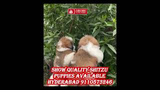 shihtzu puppies for sale in hyderabad [upl. by Ahsiener]