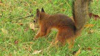 Red Squirrel caches an acorn into the lawn [upl. by Hpeosj]