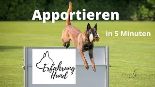 Apportieren Hund in 5 Minuten Apportieren beibringen [upl. by Ainival]